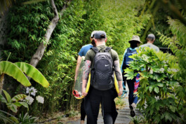 surfer allée en bambou 